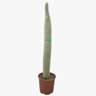 Espostoa Cactus