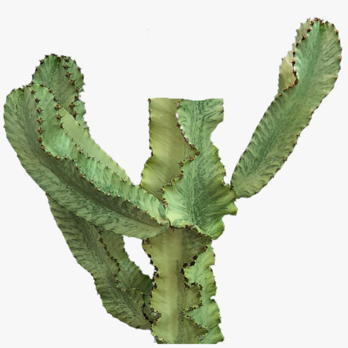 Euphorbia Ammak Leafs