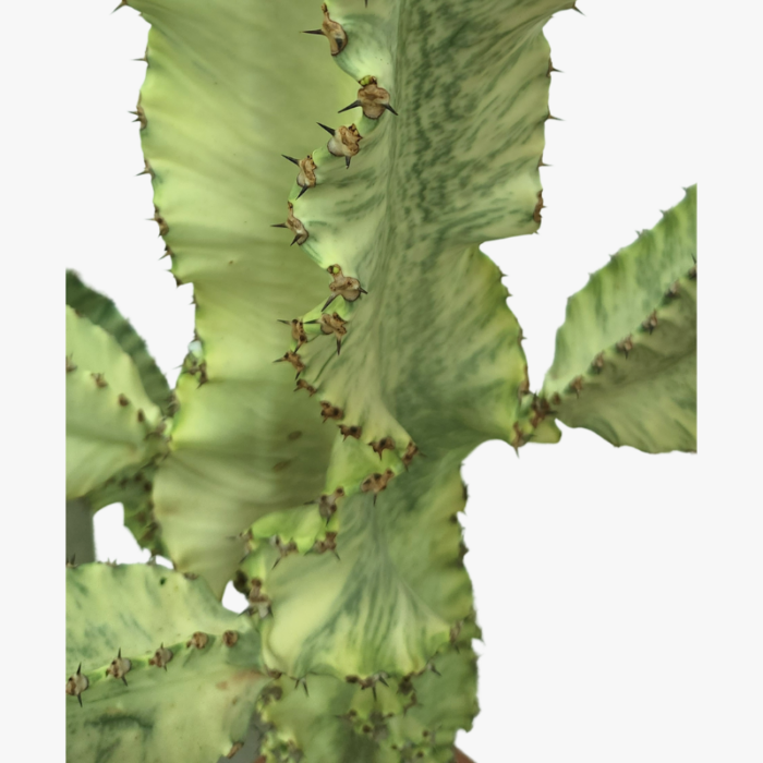 Euphorbia Ammak cactus