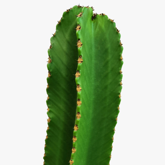 Euphorbia Ingens Leaf