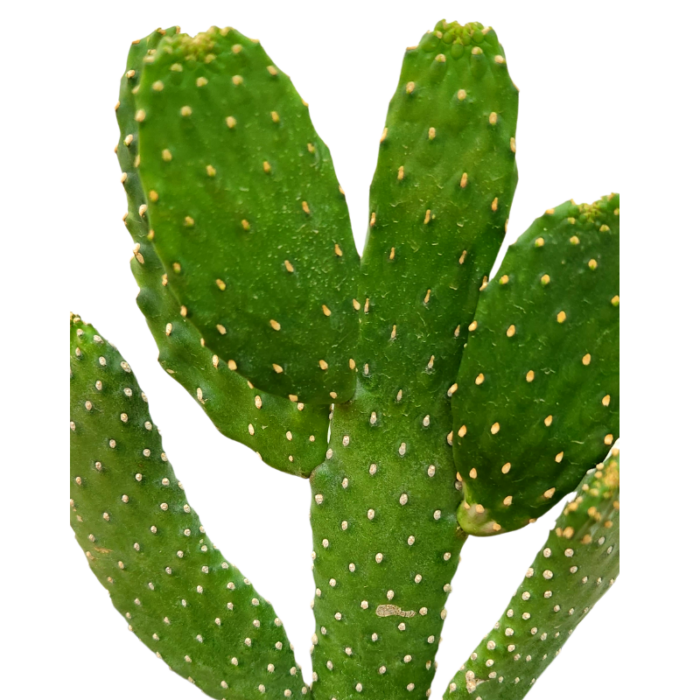 Euphorbia Lactea Cactus