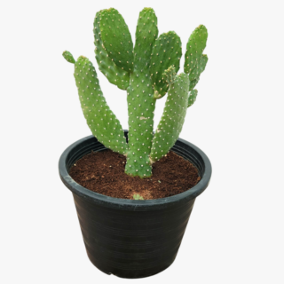 Euphorbia Lactea Plant