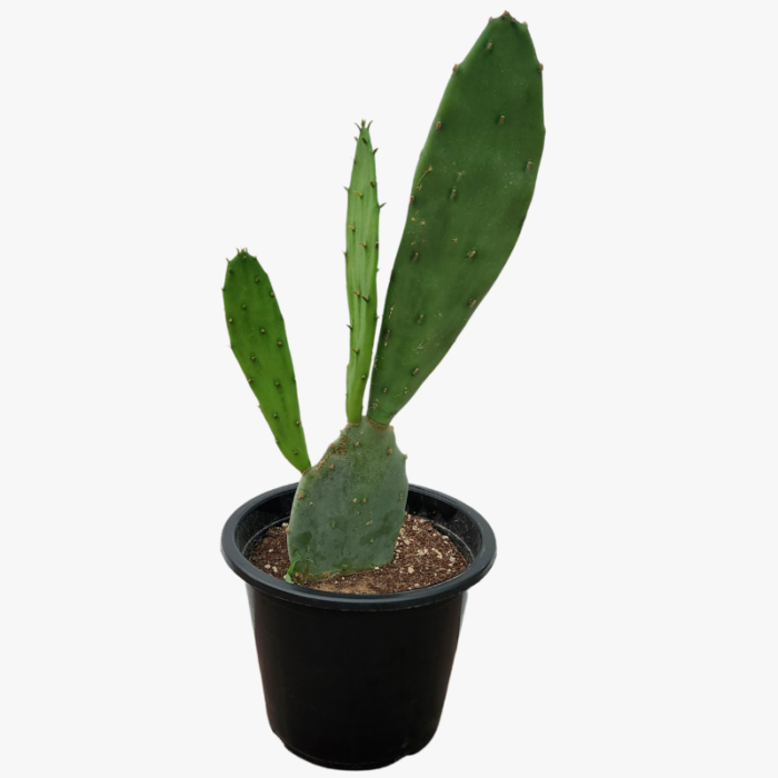Opuntia Monacantha cactus