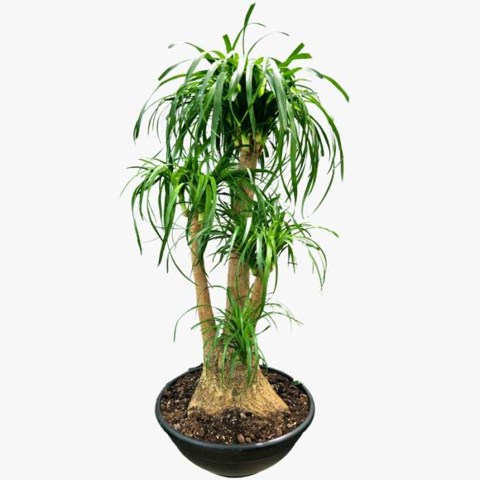 Ponytail Palm Tree