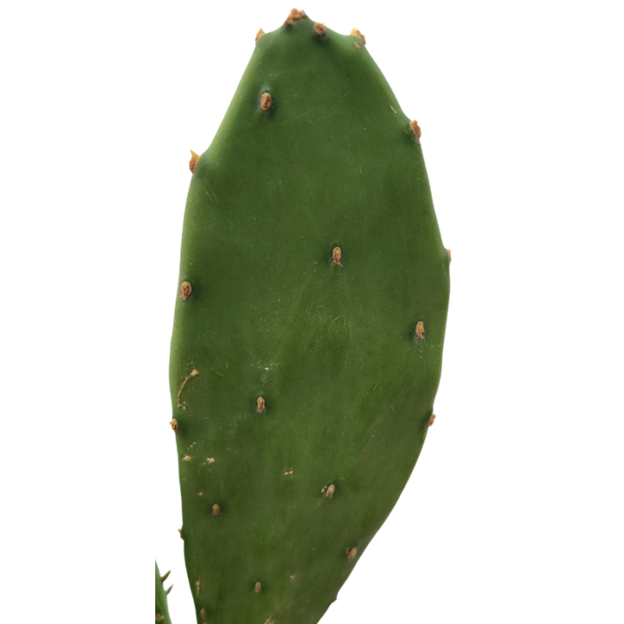 Prickly Pear