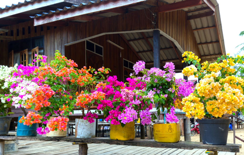 What is the famous plant in UAE Halaplants.ae