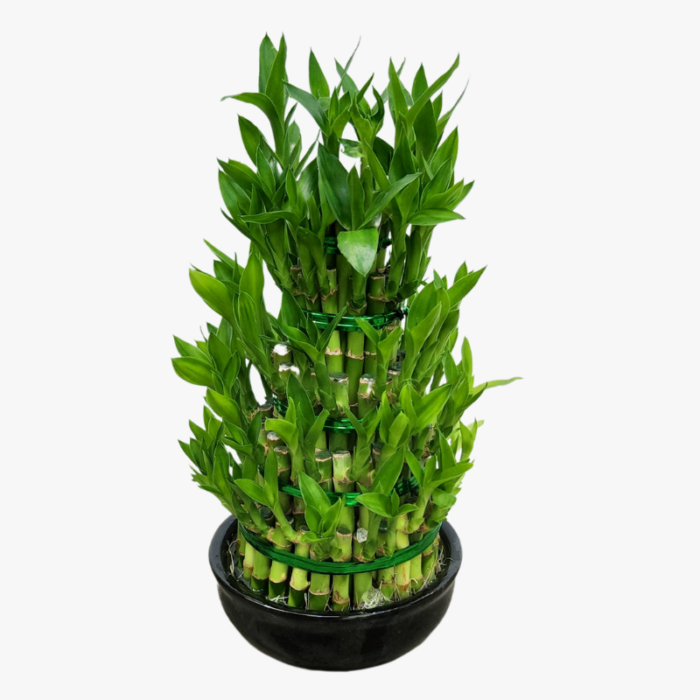 Water Bamboo