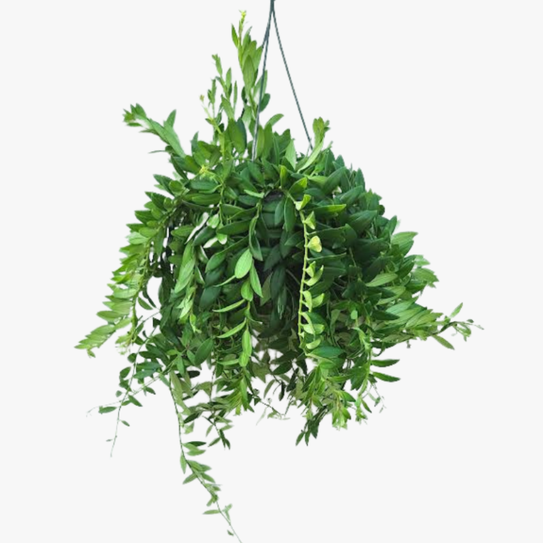 Aeschynanthus Japhrolepis Lipstick Plant Halaplants.ae