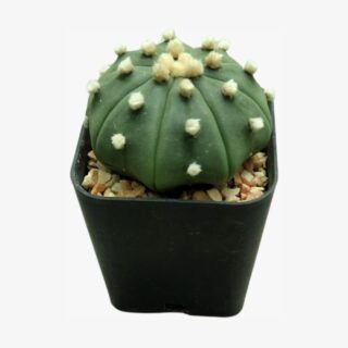 Astrophytum Asterias Plant