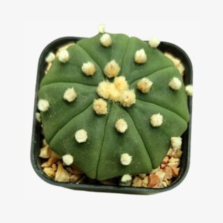 Astrophytum Asterias Cactus