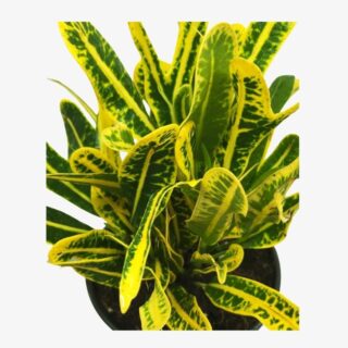 Banana Croton Plant Leaves