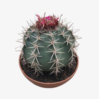 Cactus Coroa Plant