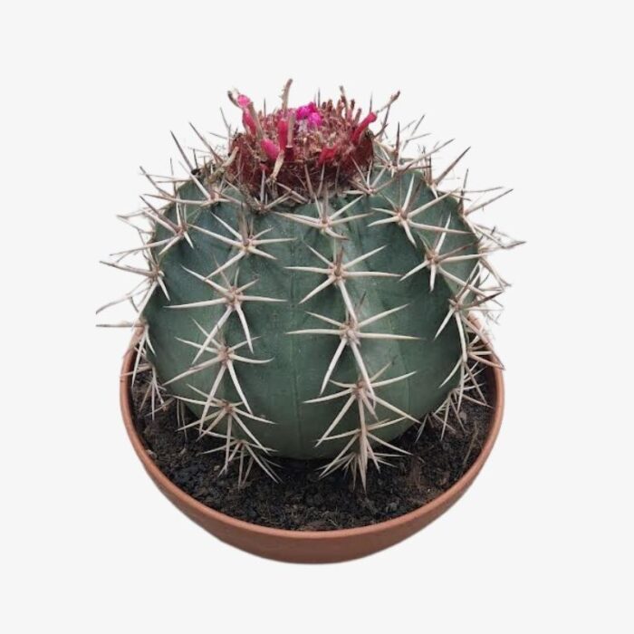 Cactus Coroa
