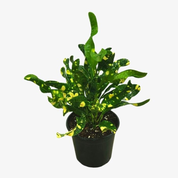 Croton Yellow Dot