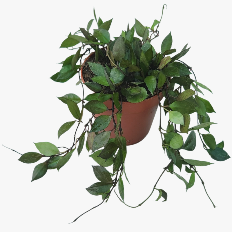 Hoya hanging plant deals