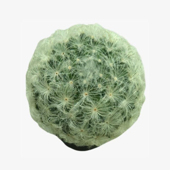 Mammillaria Lasiacantha Cactus