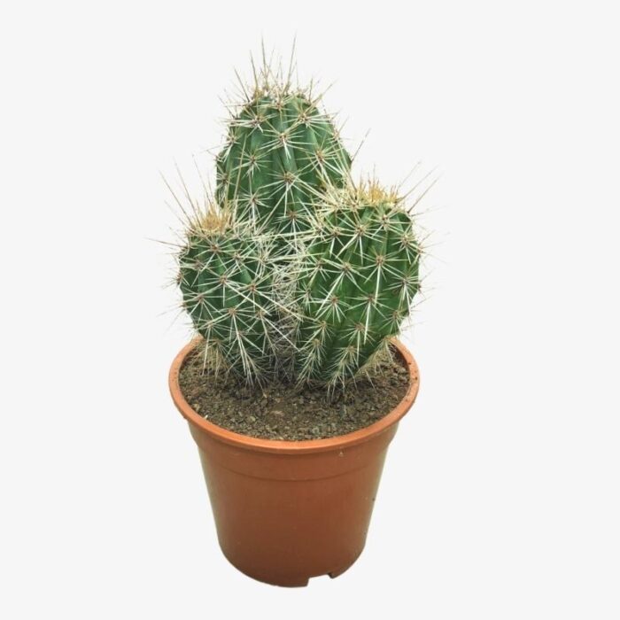 Mexican Giant Cactus