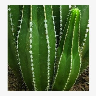 Pachycereus Pecten Aboriginum cactus