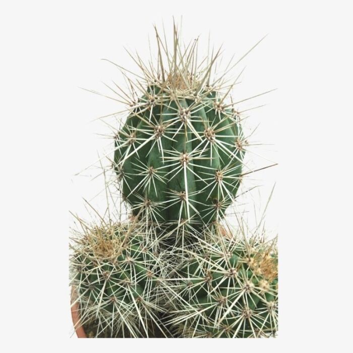 Pachycereus Pringlei Cactus