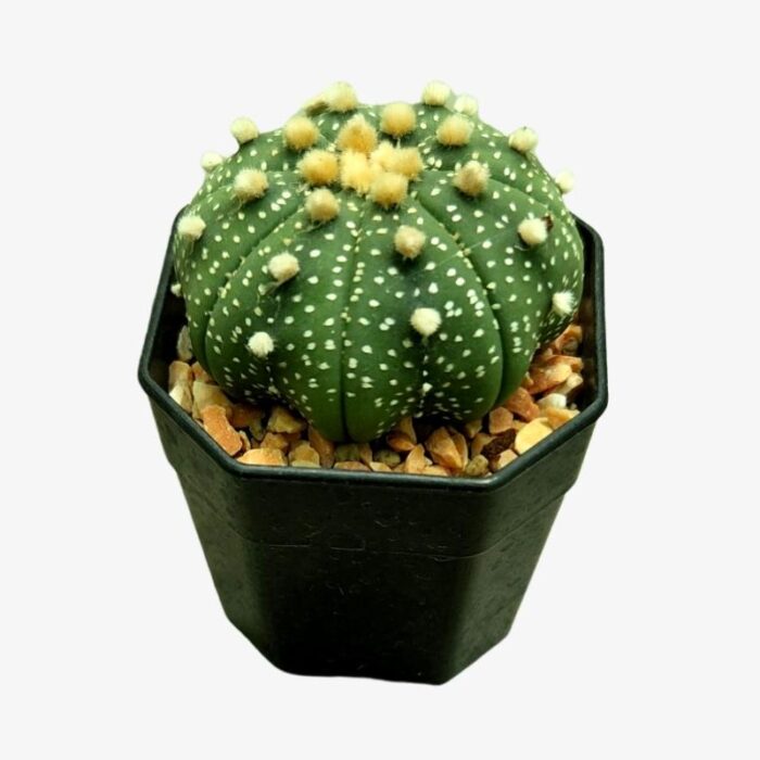 Star Astrophytum Asterias