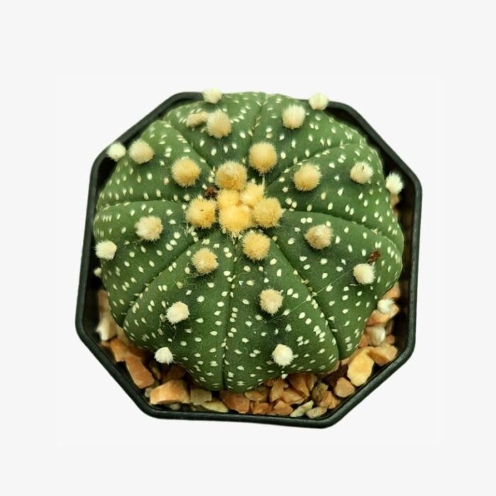 Star Astrophytum Asterias Plant