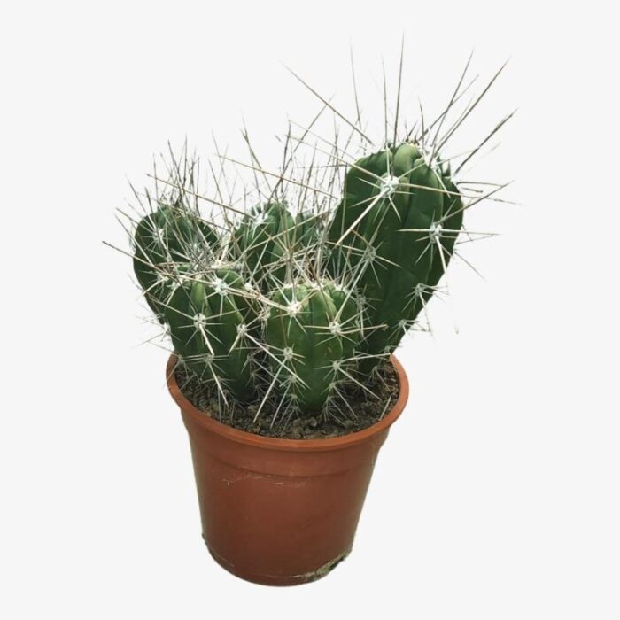 Toothpick Cactus