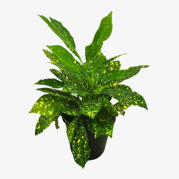 croton gold dust