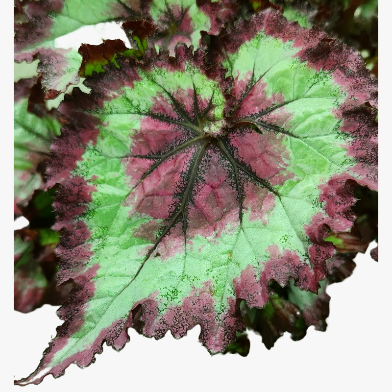 Begonia Bewitched Night Owl leave