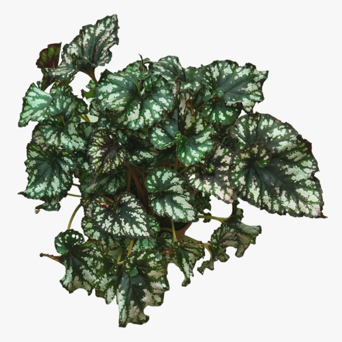 Begonia Jolly Silver