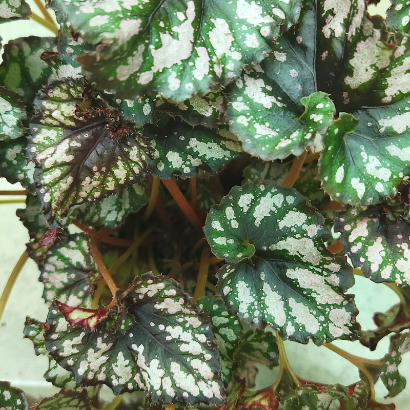 Begonia Jolly Silver leave