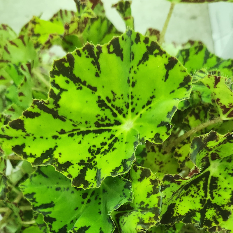 Begonia Rex Rondeau Leaves