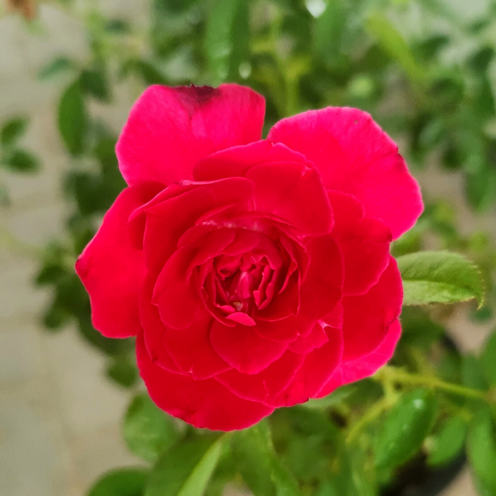 Rose Flower1