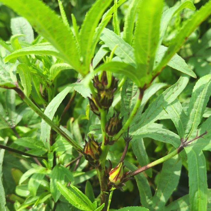 Roselle Karkade buds