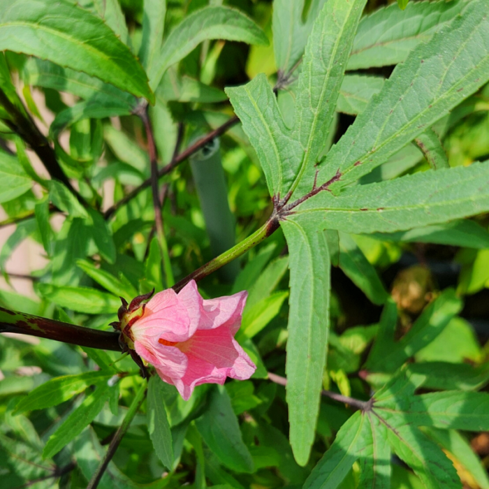 Roselle Karkade flower