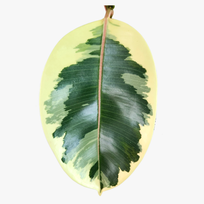 Rubber Plant Ficus Elastica Tineke leaves 1