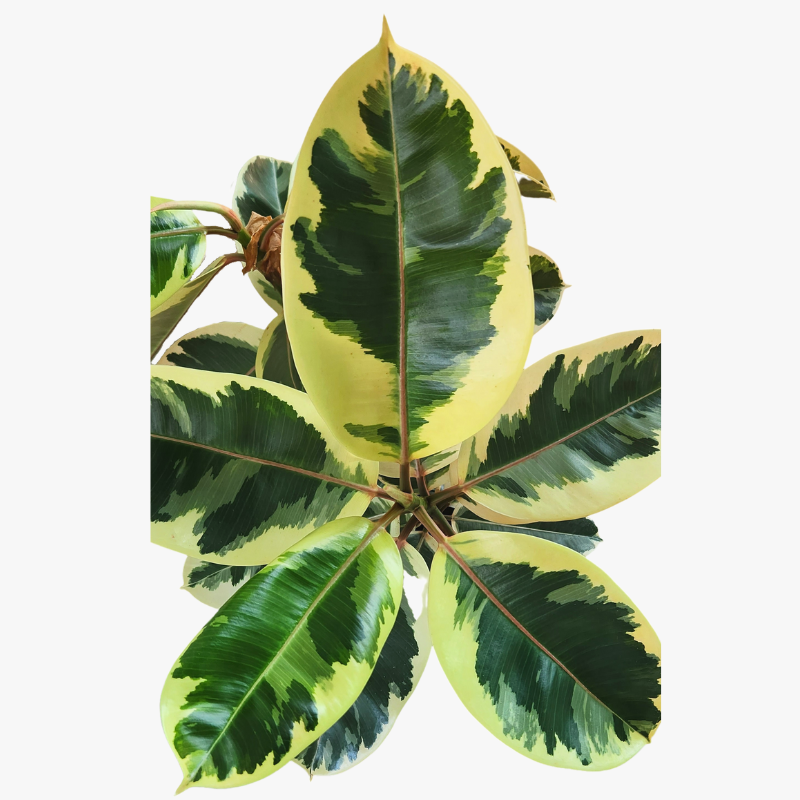 Rubber Plant Ficus Elastica Tineke leaves