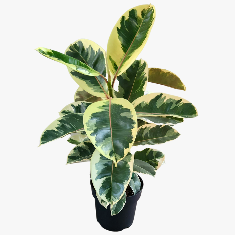 Rubber Plant Ficus Elastica Tineke