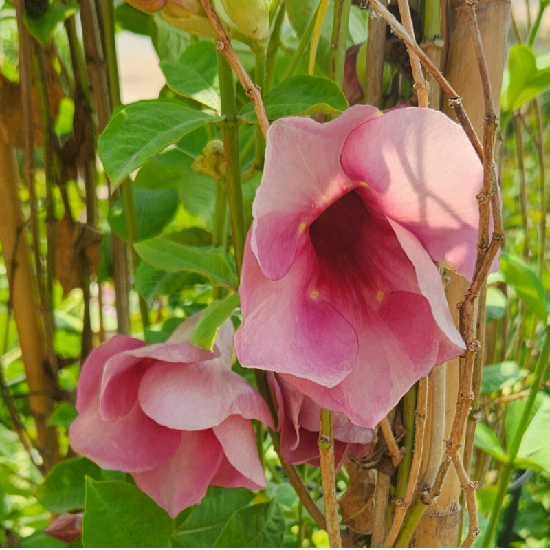 Allamanda Blanchetii Purple Allamanda
