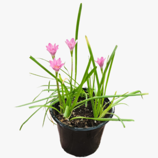 Zephyranthes Rosea Rain Lily