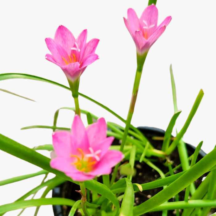 Zephyranthes Rosea Rain Lily flower