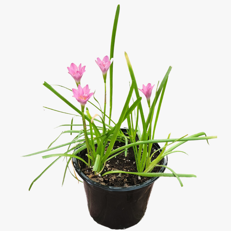 Zephyranthes Rosea Rain Lily