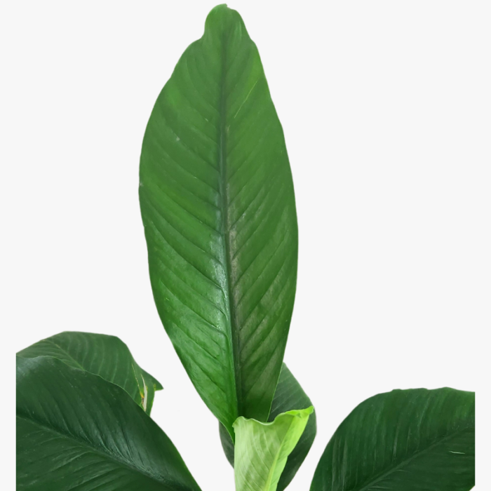 spathiphyllum clevelandii leave