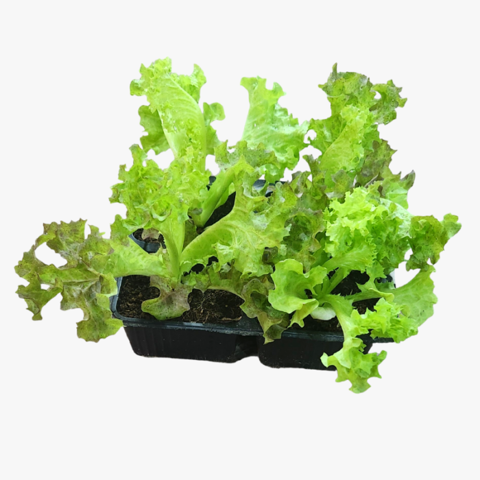 Green Leaf Lettuce Plant