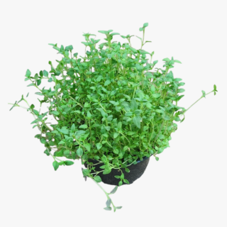 Thymus Vulgaris | Garden Thyme plant
