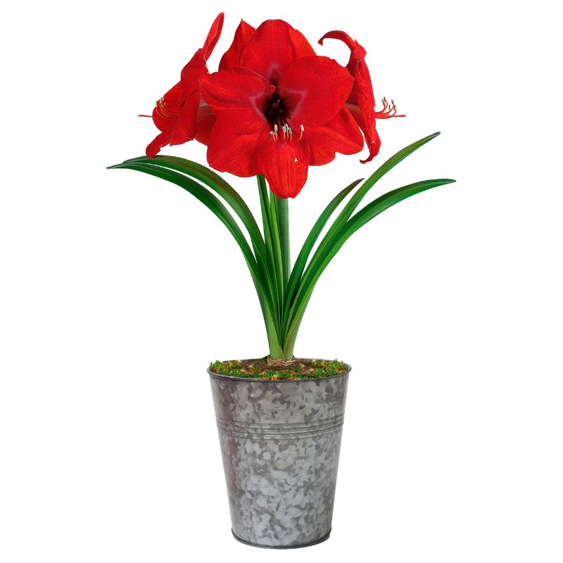 Amaryllis bulb plant