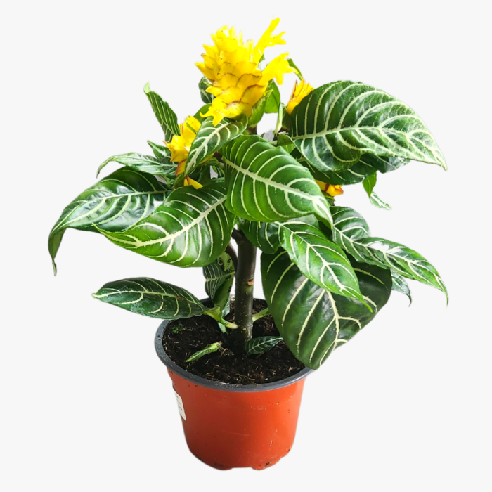 Aphelandra Squarrosa Zebra Plant