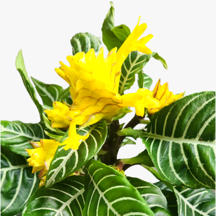 Aphelandra Squarrosa Zebra Plant flower