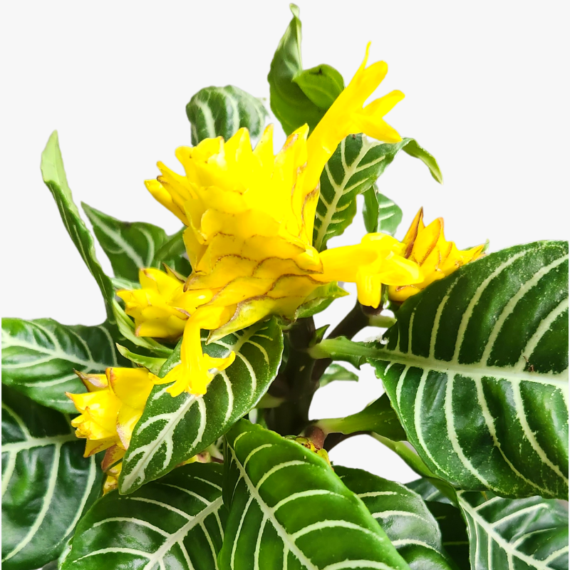 Aphelandra Squarrosa Zebra Plant flower