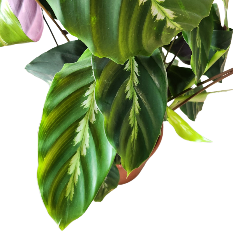 Calathea Louisae leaves