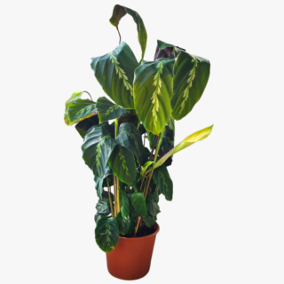 Calathea Louisae plant